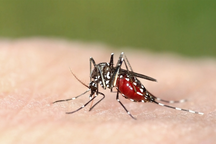 Sốt xuất huyết Dengue ở người lớn