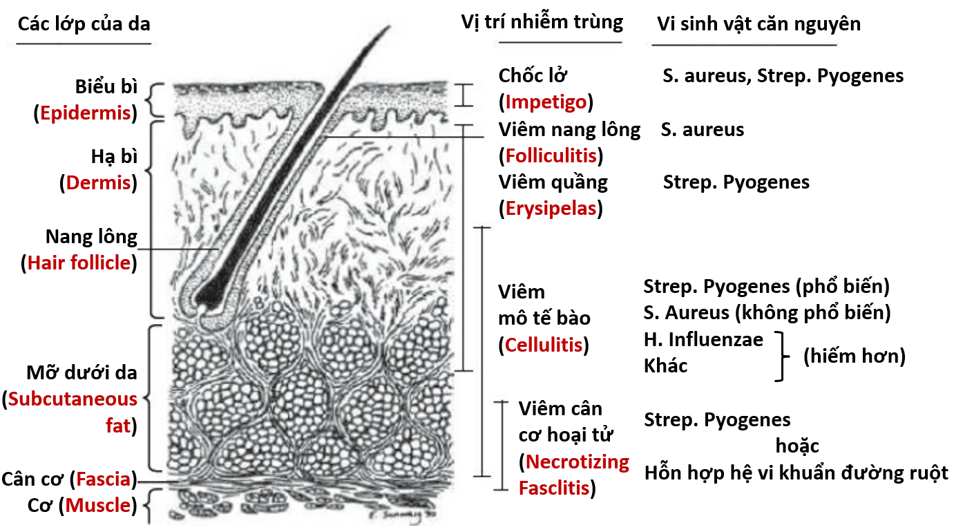 Nhiem_trung_da_momem