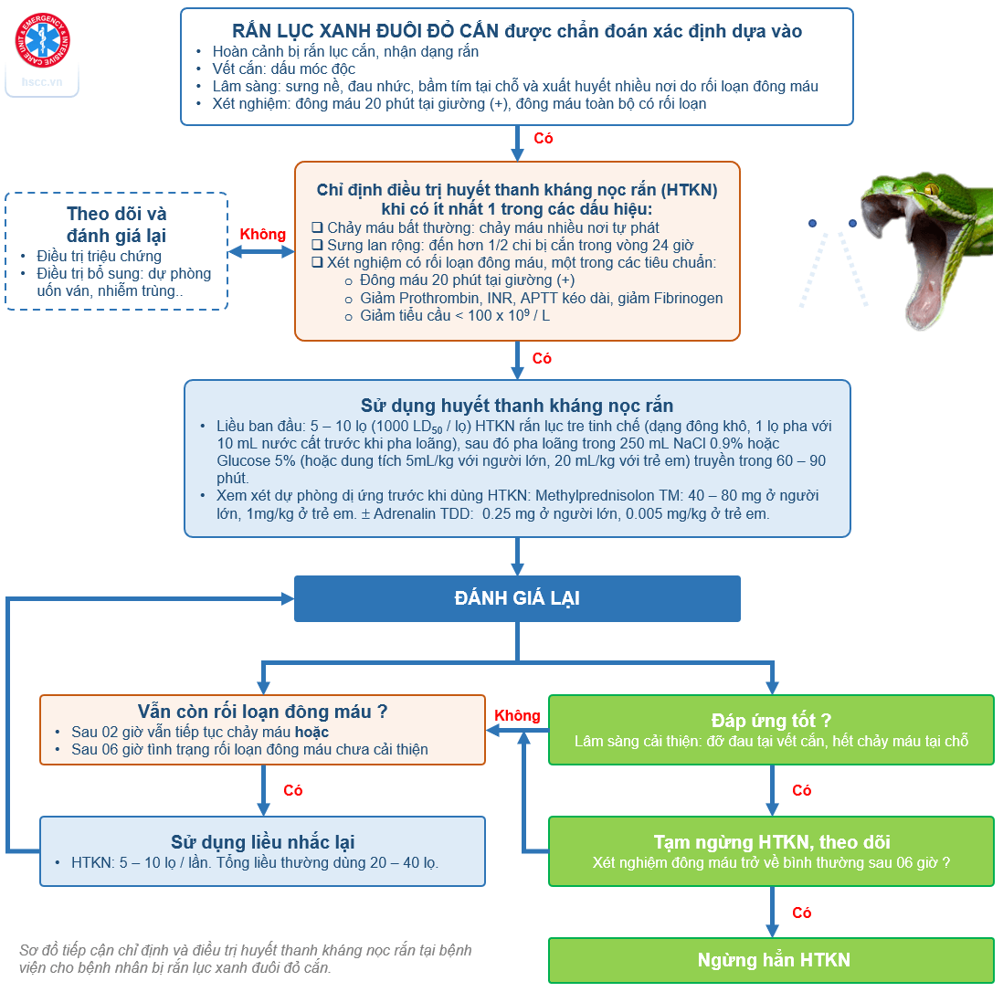 Ran luc xanh duoi do can