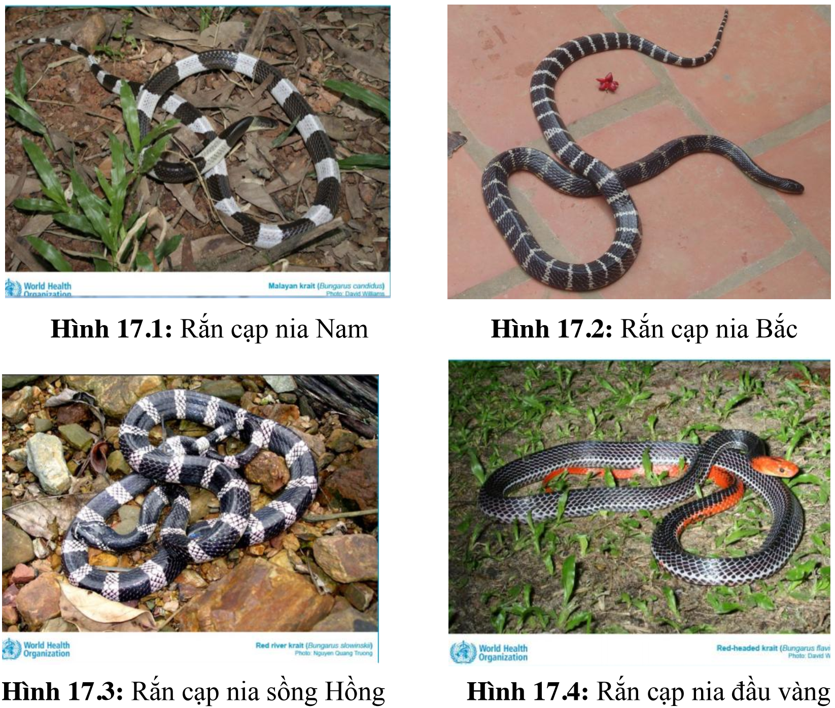 Rắn cạp nia cắn